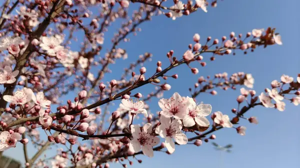 Bahçedeki güzel pembe çiçekler