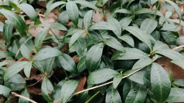 yeşil yapraklar, bitkiler ve yapraklar