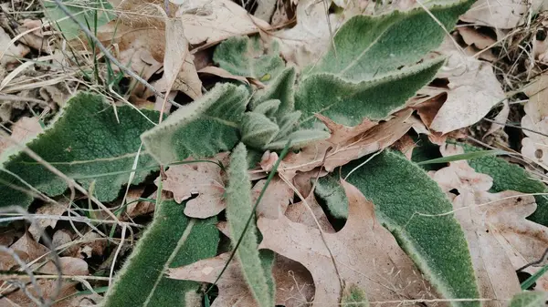 yeşil yapraklar, bitkiler ve yapraklar