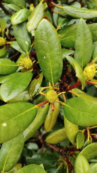 Yeşil bir yaprağa yaklaş