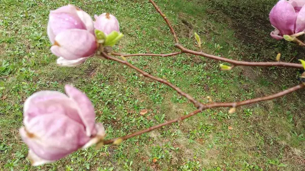 Güzel pembe çiçekler, flora