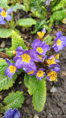 Bahçede güzel bahar çiçekleri