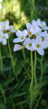 Bahçede beyaz çiçekler