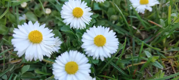 Yazın yeşil çimlerde beyaz papatya çiçekleri