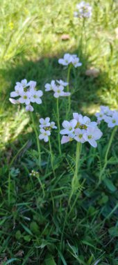 Yeşil çimlerin üzerinde beyaz papatya