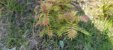 Güzel botanik fotoğrafı, doğal duvar kağıdı.