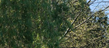 Ormanda yeşil yapraklar