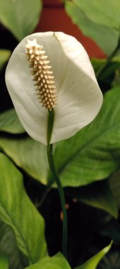 Beyaz bir zambak çiçeğine yaklaş