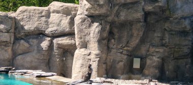 Ormanda güzel bir şelale