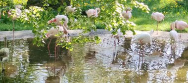 Güzel botanik fotoğrafı, doğal duvar kağıdı.