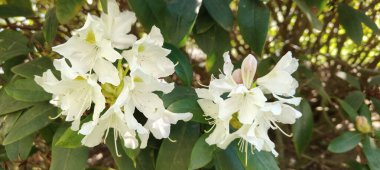 Beyaz yaseminli çalıların beyaz çiçeği