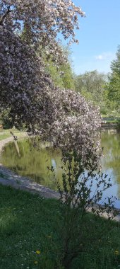 Parkın güzel manzarası