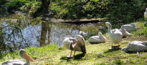 Beyaz kuğu ve gölde bir kuş