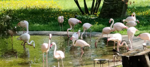 Suda beyaz flamingo
