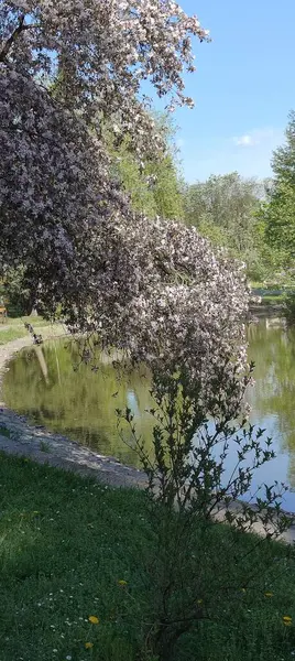 Parkın güzel manzarası