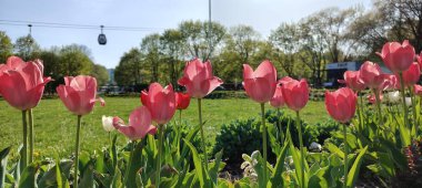 Bahçedeki renkli laleler