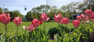 Bahçedeki güzel laleler