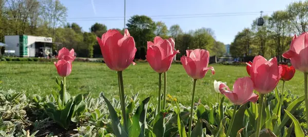 Bahçede pembe laleler