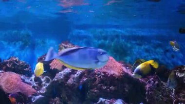 Tropikal denizin güzel sualtı dünyası
