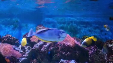 Sualtı sahnesi, akvaryumdaki balıklar