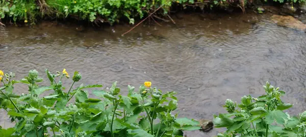 Ormandaki nehrin güzel manzarası