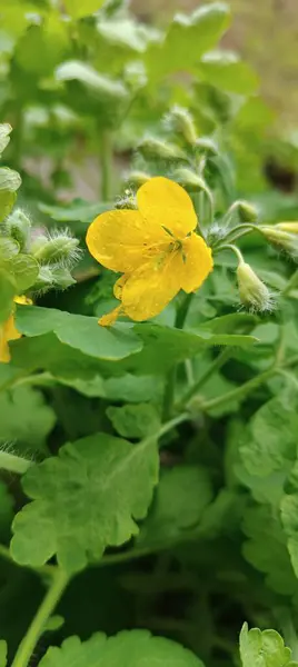 Bahçedeki sarı çiçek