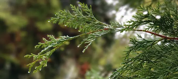 Ağaç dalında yeşil yapraklar, Flora