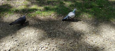 Yoldaki güvercinler, yürüyüş konsepti.