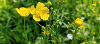 Bahçedeki güzel çiçekler