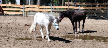 bir padok içinde atlar