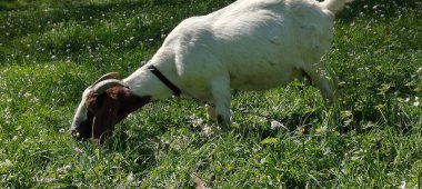 Keçi çimenlerde otluyor.
