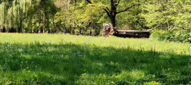 Parkta güzel bahar çiçekleri