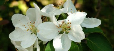 Bahçede beyaz çiçekler