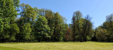 Ormanın güzel manzarası