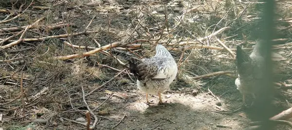 Bir kuşun yakın plan çekimi.
