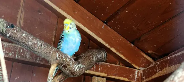 Hayvanat bahçesindeki mavi papağan