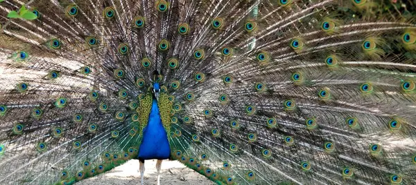 Renkli tüylü tavuskuşu