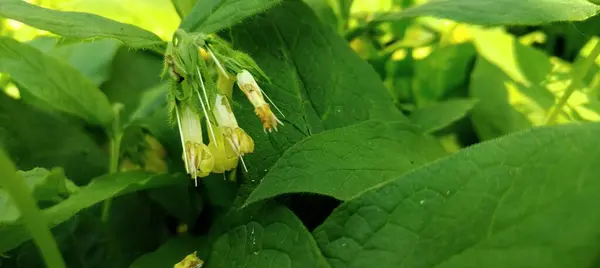 Bahçedeki bir bitkinin yeşil yaprakları