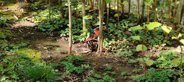 Güzel botanik fotoğrafı, doğal duvar kağıdı.