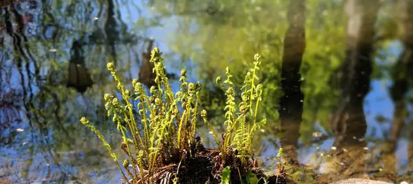 Ormanda yeşil yosun