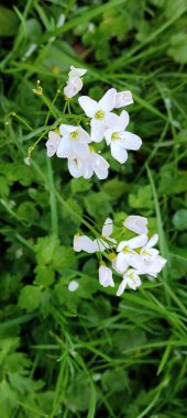 Bahçedeki güzel çiçekler
