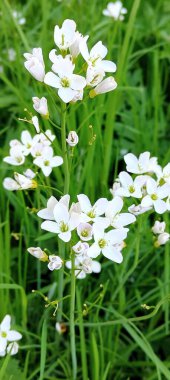 Bahçedeki güzel çiçekler