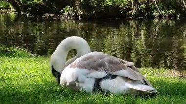 Hayvanat bahçesinde beyaz pelikan