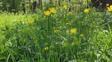 Bahçede güzel bahar çiçekleri