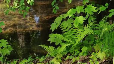 Ormanda yeşil bitkiler