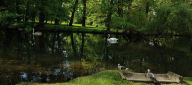 Gölde bir ördek sürüsü