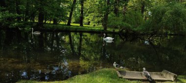 Parktaki gölde küçük bir kuğu