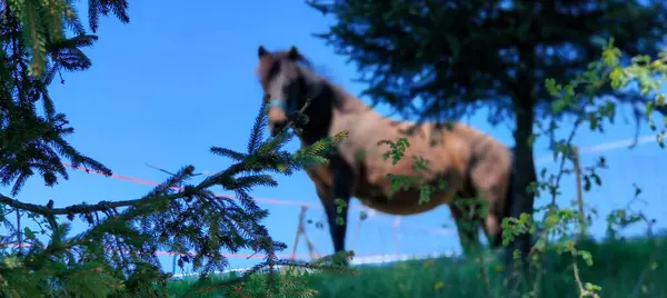 Yeşil tarlada kahverengi saçlı bir köpeğin güzel bir görüntüsü.