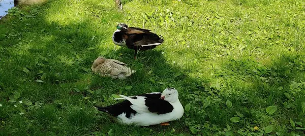 Evcil kedi ve kedi çimlerin üzerinde