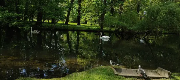 Parktaki gölde küçük bir kuğu